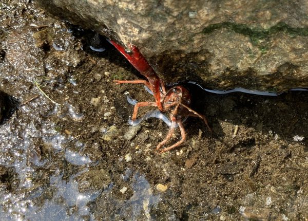 年 大阪城公園でザリガニが取れる 詳しい場所を解説します かわいいザリガニの動画あり パパホイクラボ