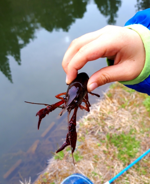 大泉緑地で家族が最高に楽しめる３つの場所 恐怖のすべり台 ザリガニ釣り 大芝生広場を楽しもう パパホイクラボ